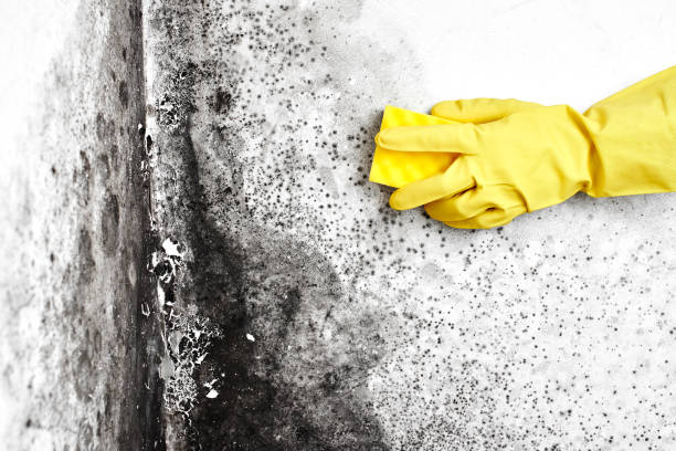 Best Mold Removal Process  in Fowler, CO