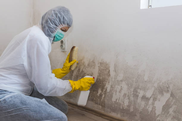 Best Commercial Mold Removal  in Fowler, CO