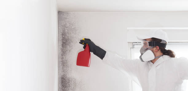 Professional Mold Removal in Fowler, CO