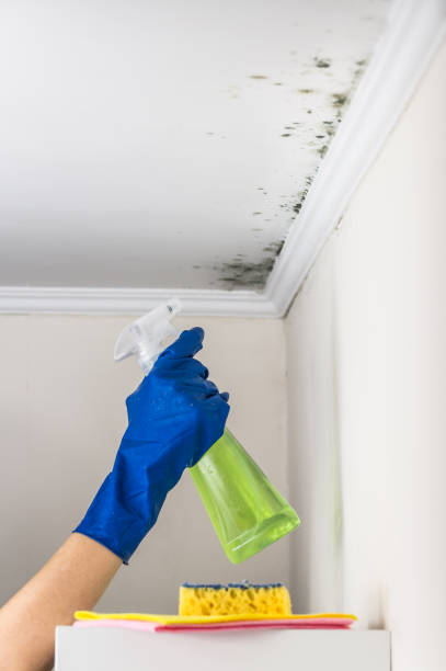 Office Mold Removal Services in Fowler, CO